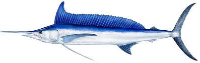 spearfish fishing algarve