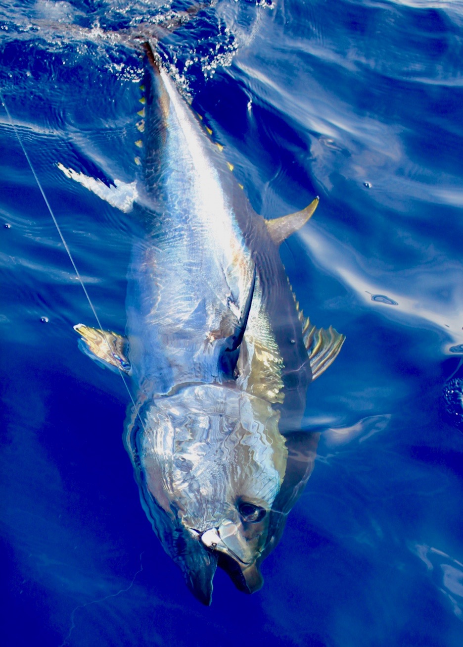 pêche au thon rouge