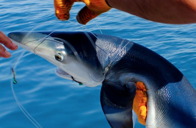 peche au gros requin