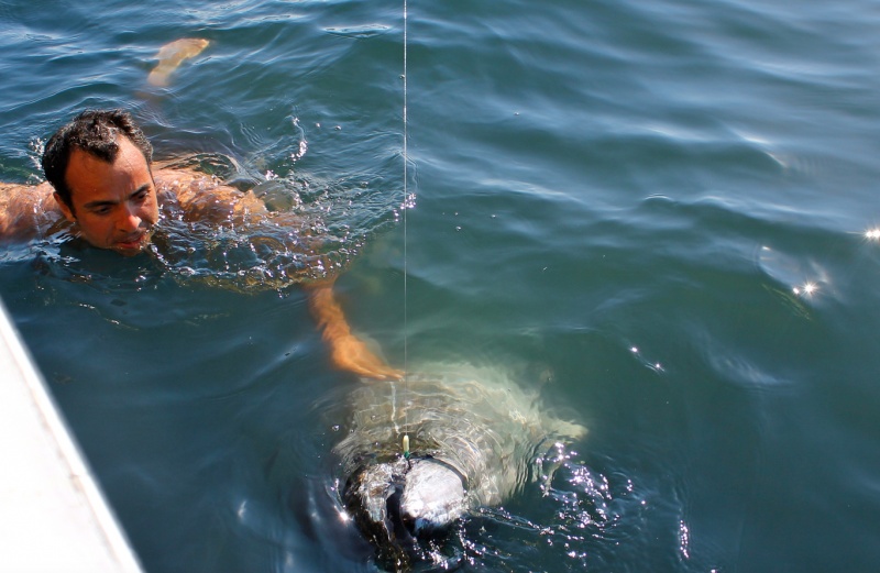 la peche au gros thon