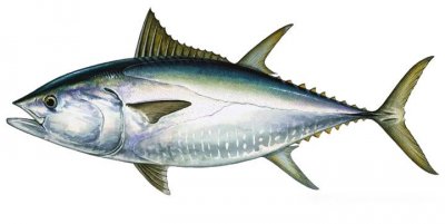 Thon rouge: Thunnus thynnus