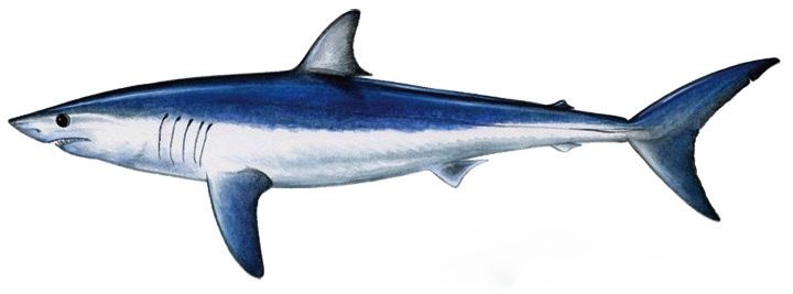 Requin Mako: Isurus oxyrinchus