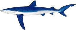 Requin peau bleu: Prionace glauca