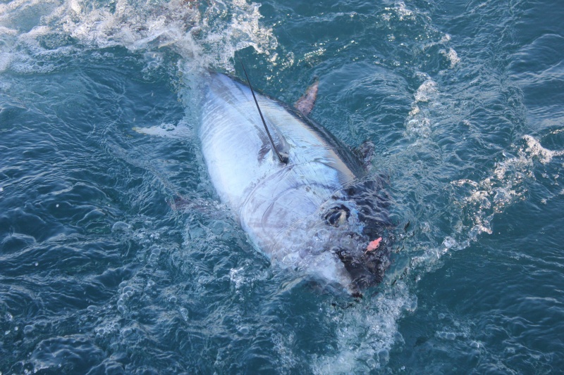 pêche au thon rouge