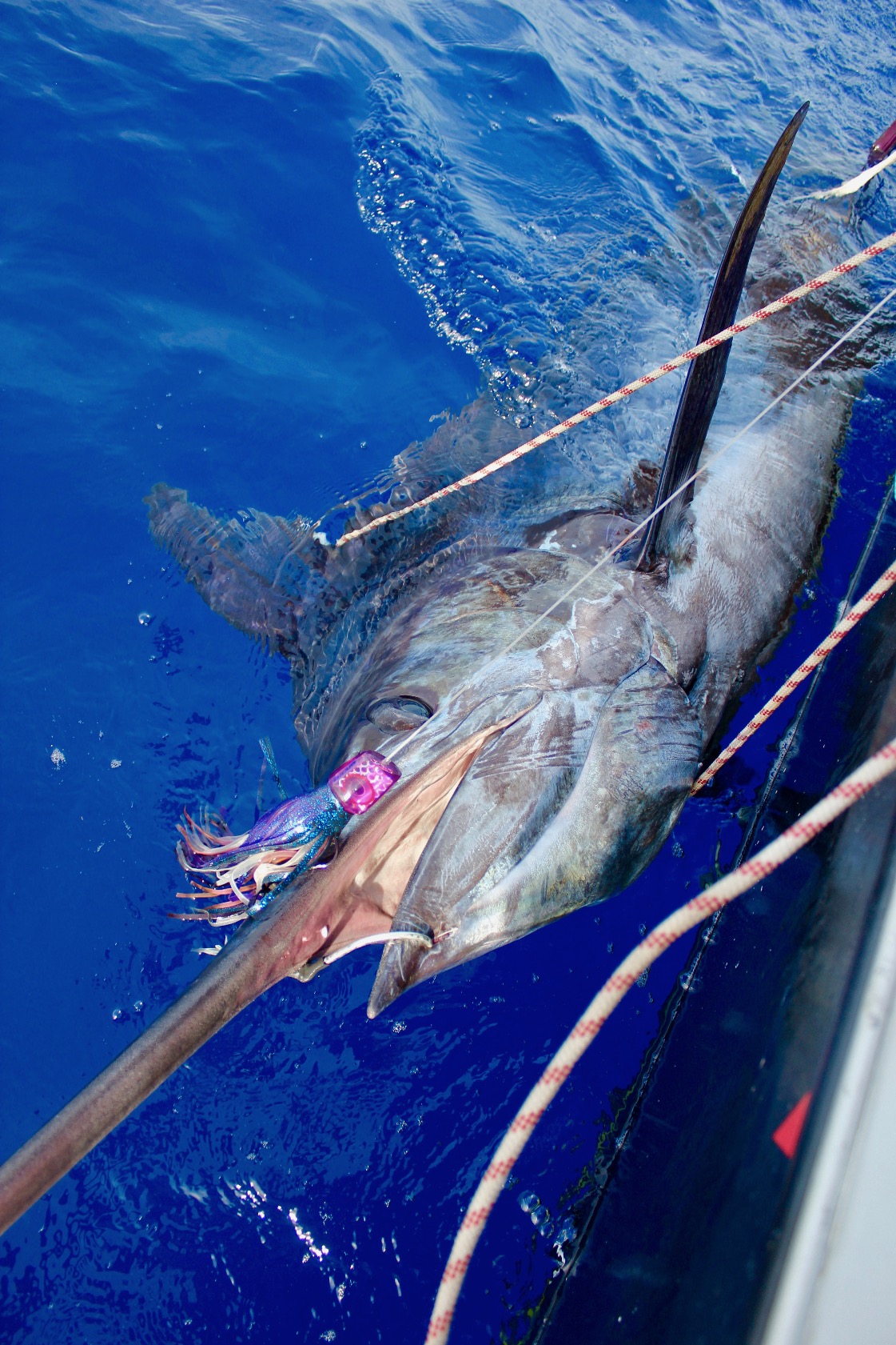 peche au gros - marlin bleu 800 lbs