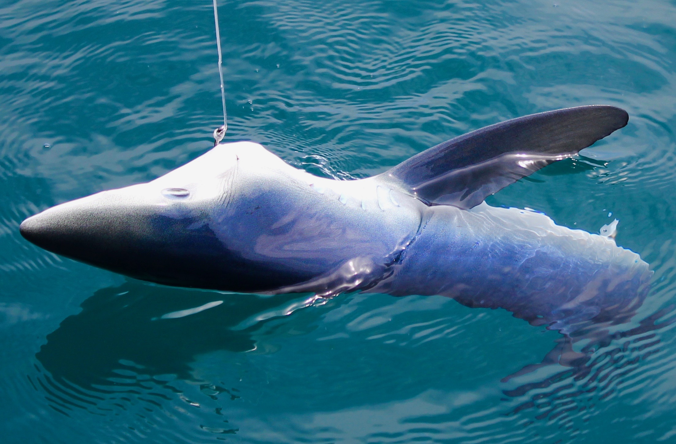 Ogquaton Premium Qualité Mignon Pieuvre Requin Mer Cheval