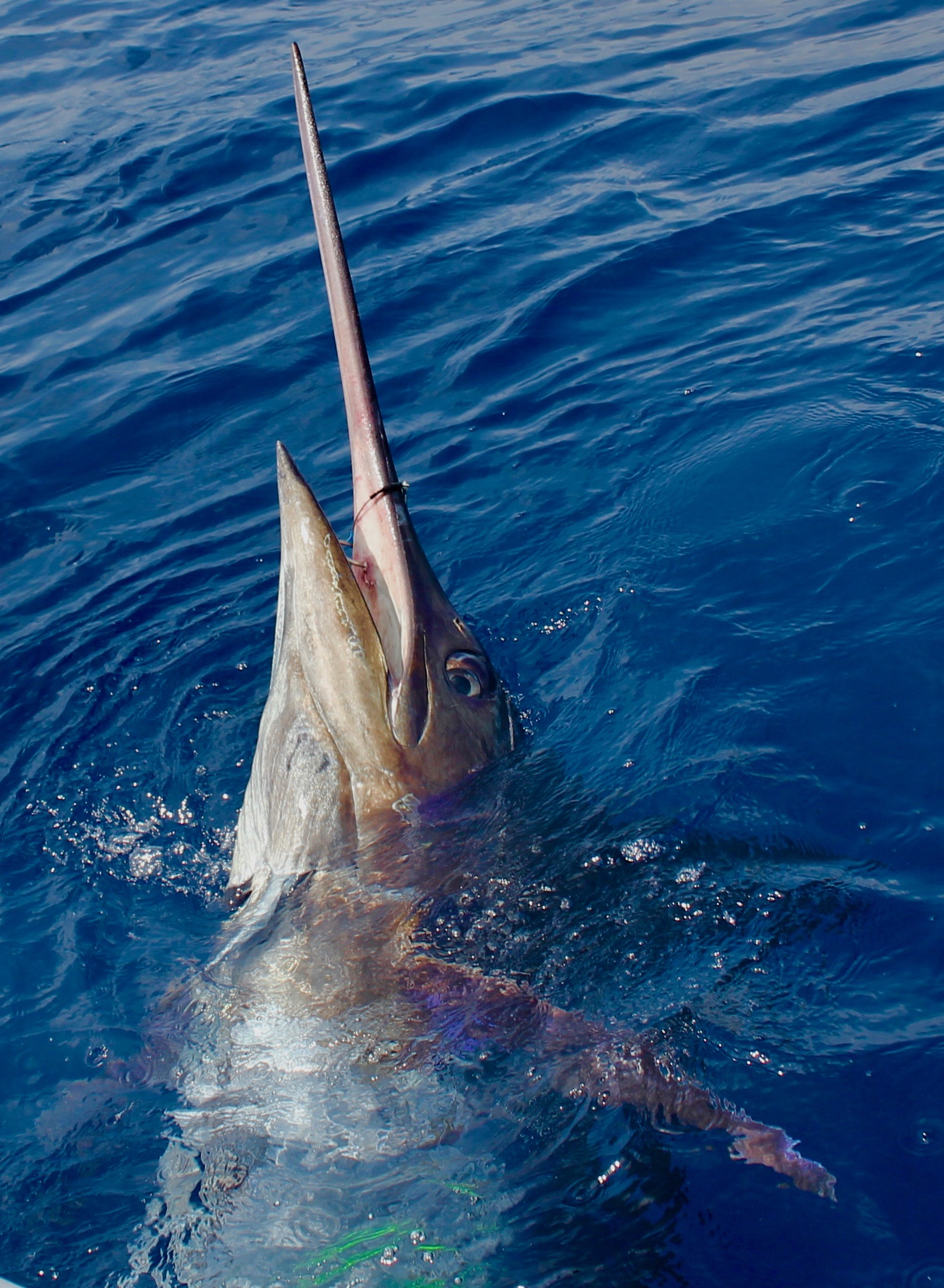 peche au gros marlin 