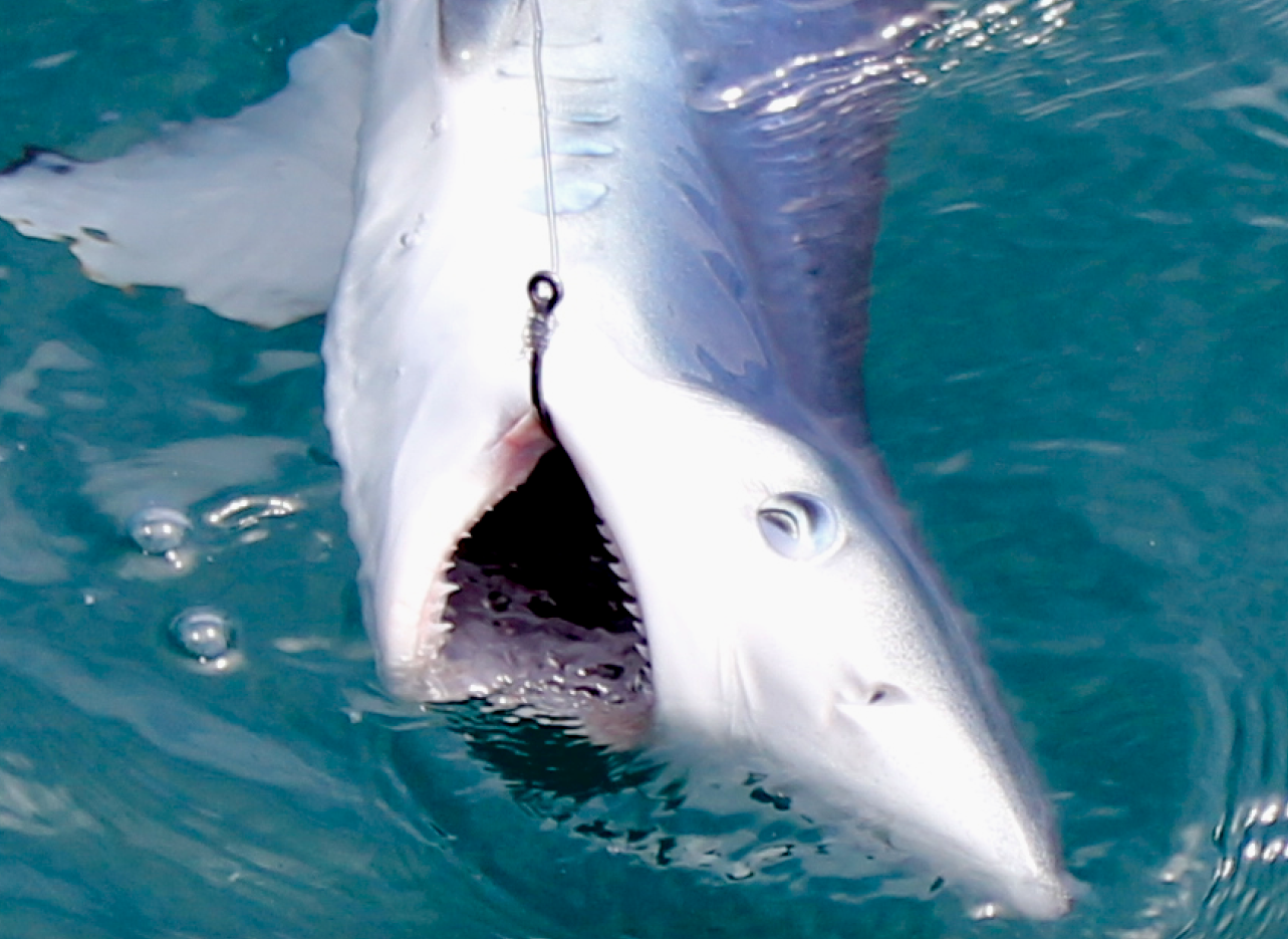 Requin En Combinaison De Pêcheur