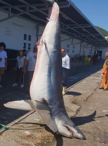 requin mako 1000 lbs