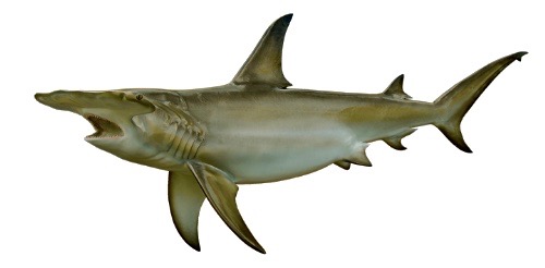 saison requin marteau