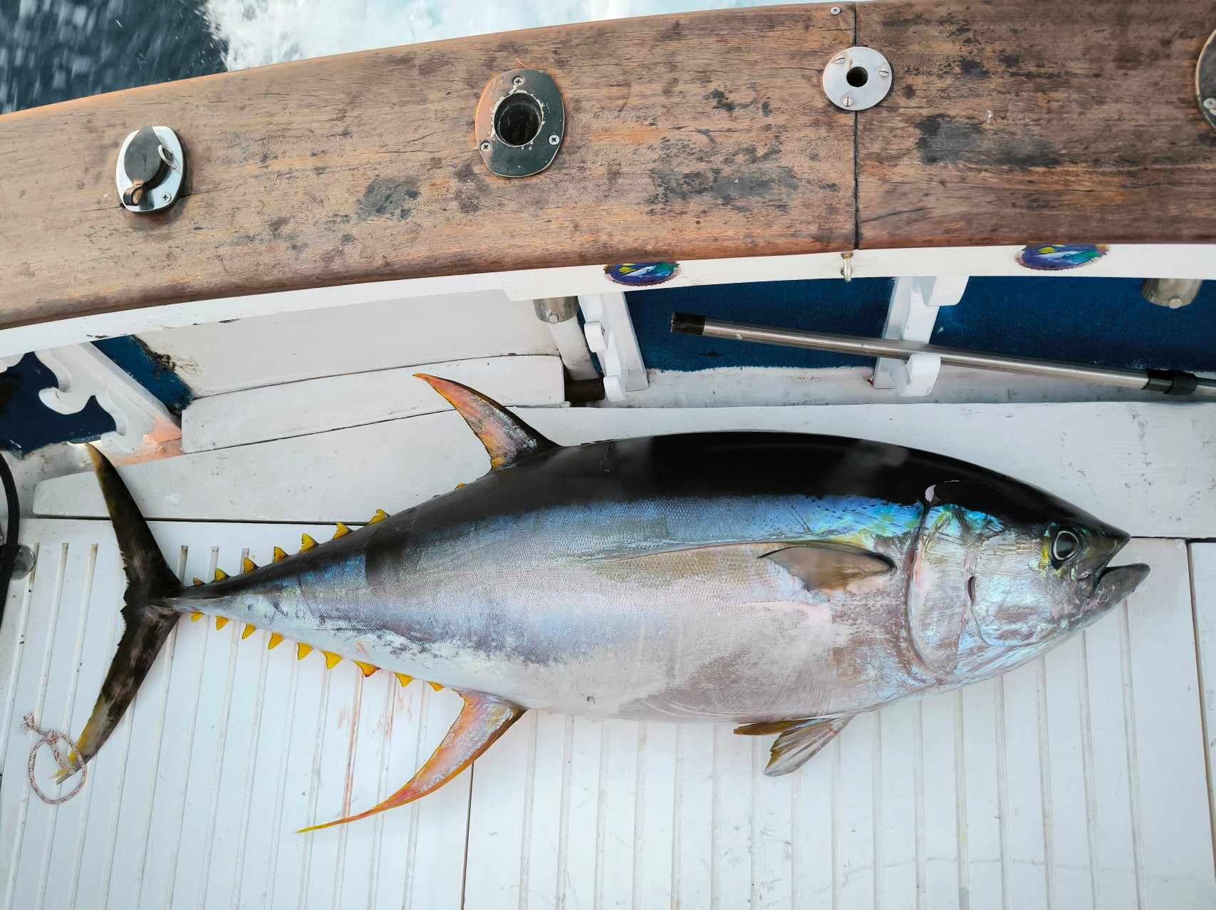 peche au gros - thon geant au Portugal