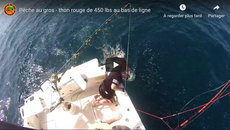 video cecile peche un gros thon de 450 lbs