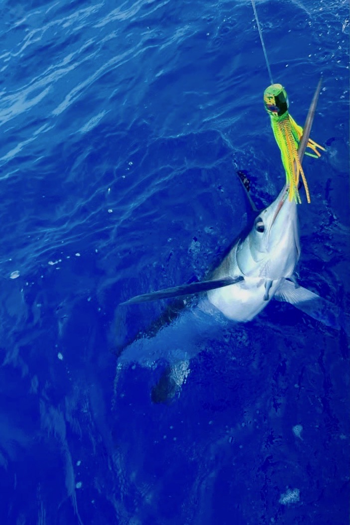 peche du marlin blanc à la mouche